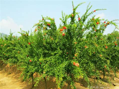 大果石榴種植|石榴树种植秘籍：从选种到护理，打造丰硕果实的绿色庭院！